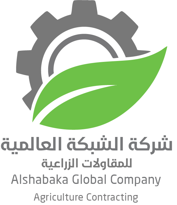 الشبكة العالمية